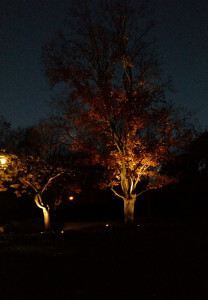 Tree uplighting